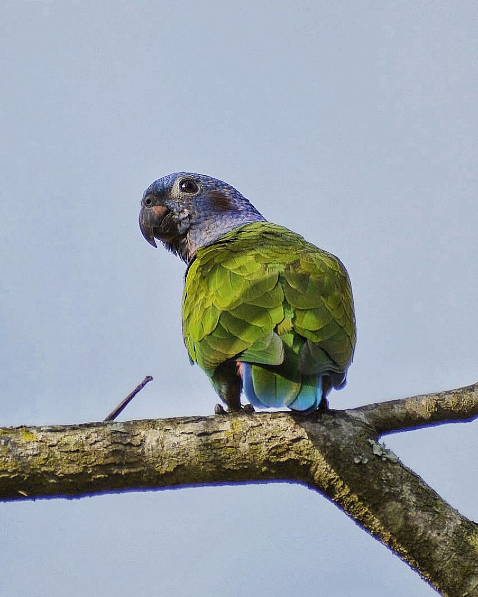 Blue-headed Parrot - ML624402326