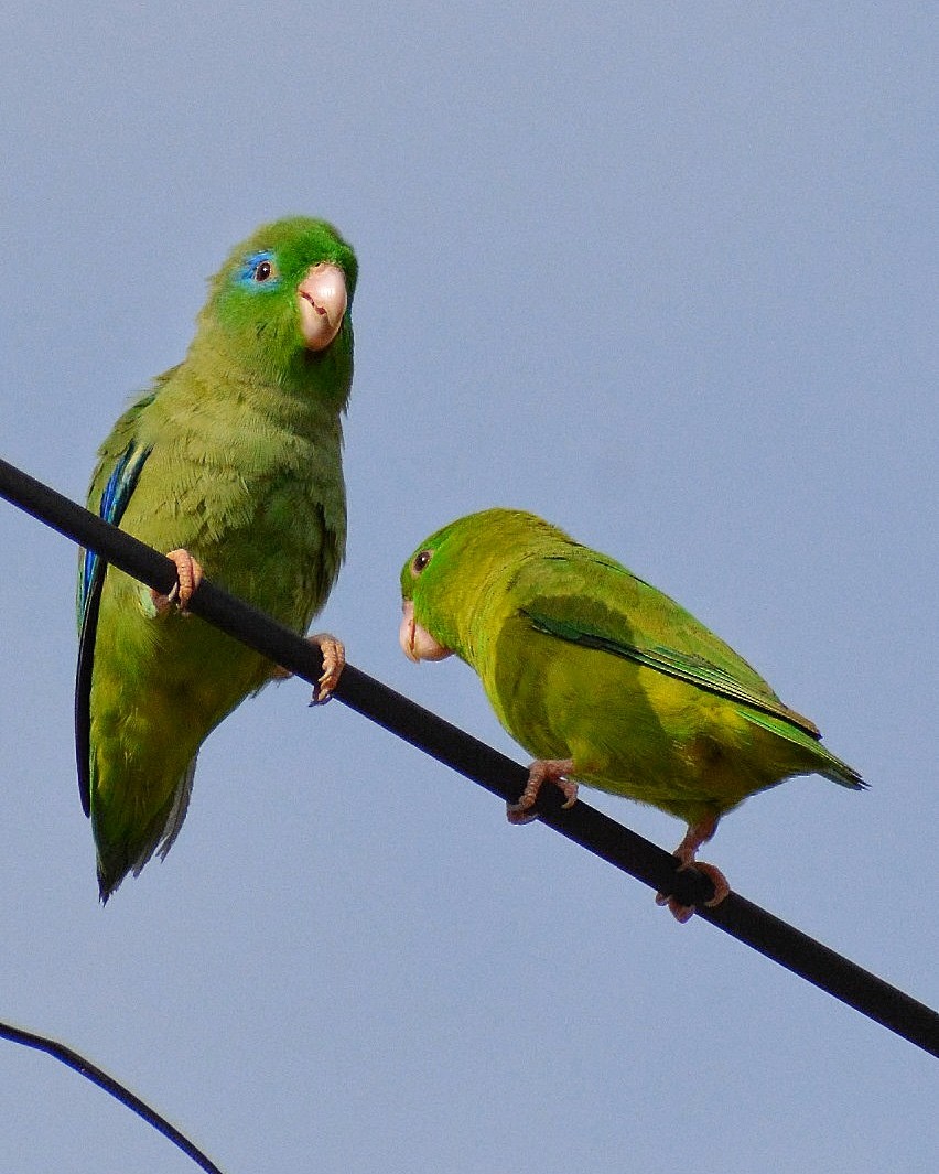 Spectacled Parrotlet - ML624402342