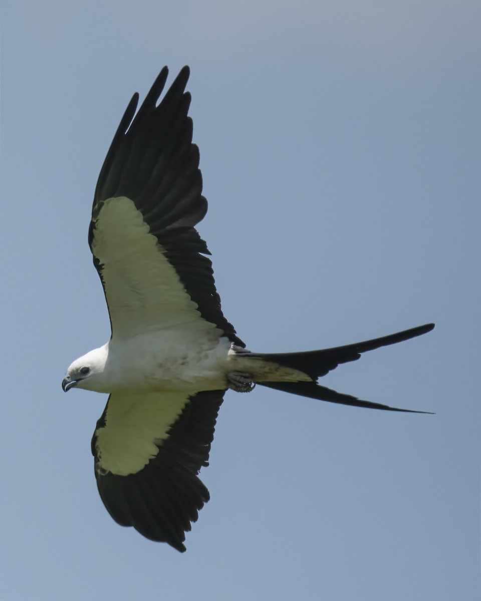 Swallow-tailed Kite - ML624402347