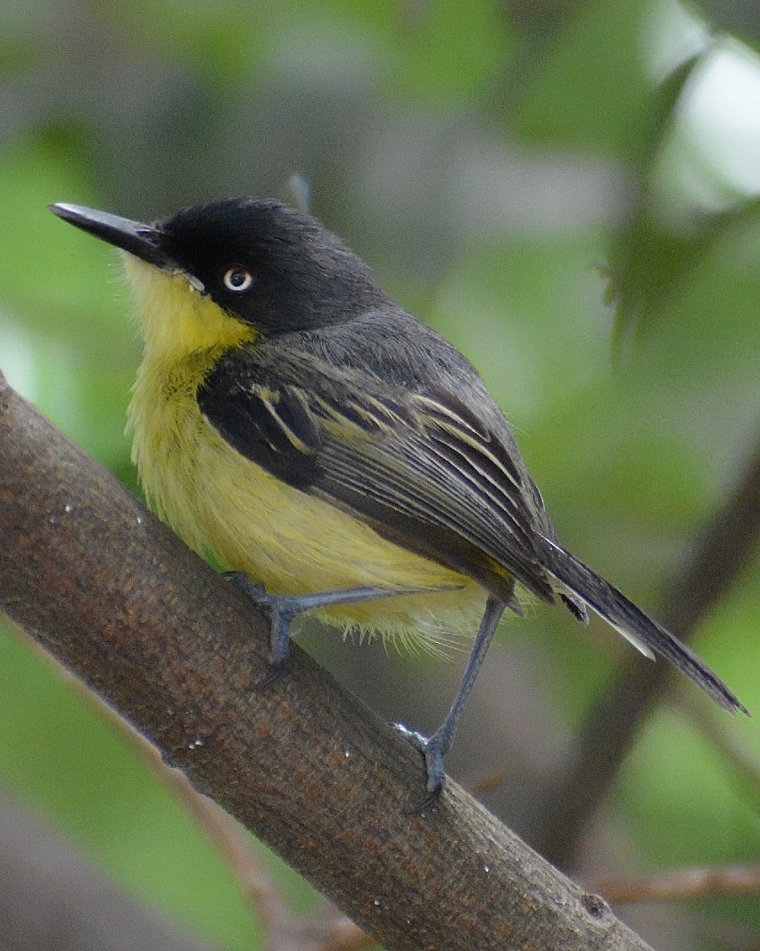 Common Tody-Flycatcher - ML624402371