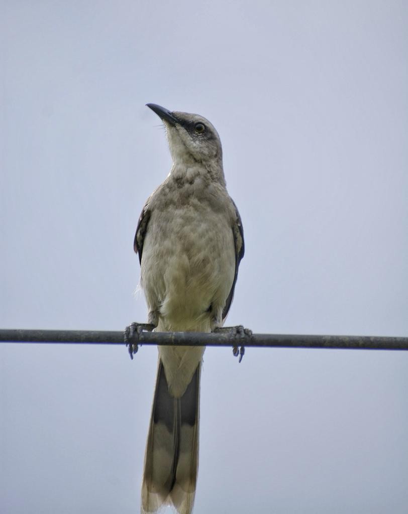 Tropical Mockingbird - ML624402393