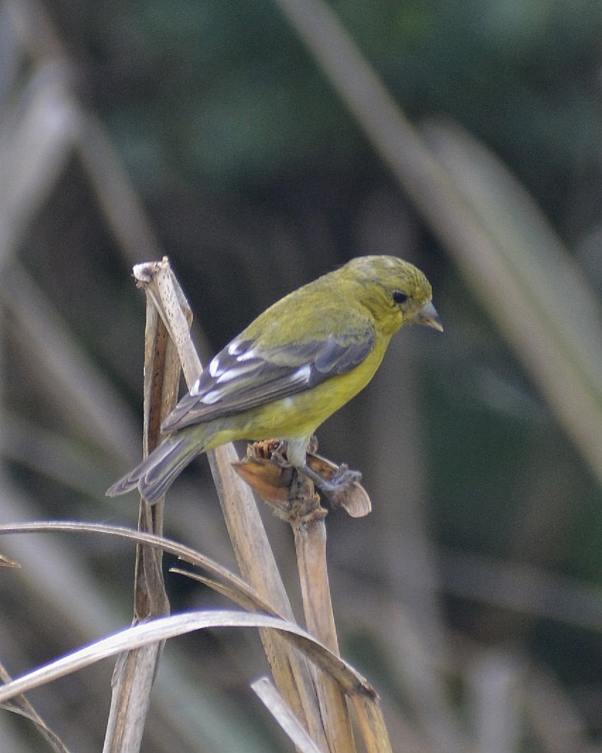 Lesser Goldfinch - ML624402413