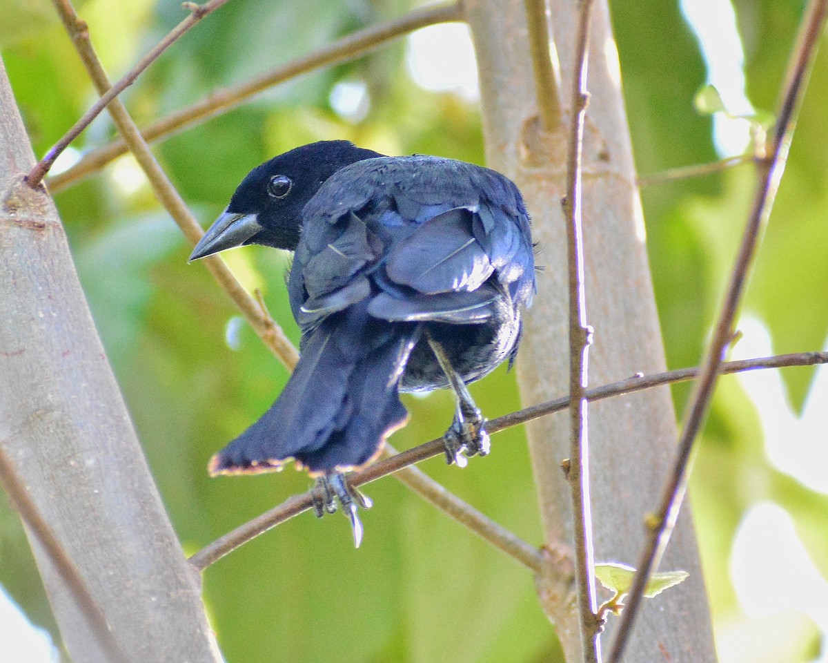 Shiny Cowbird - ML624402436