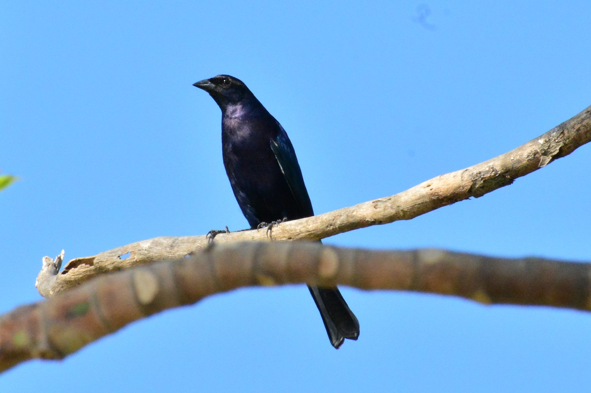 Shiny Cowbird - ML624402437