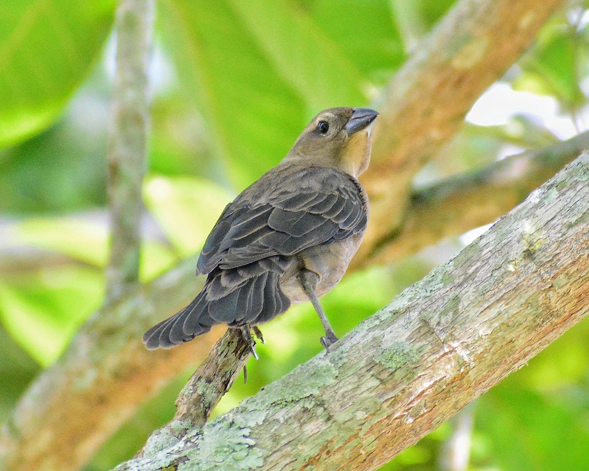 Shiny Cowbird - ML624402449