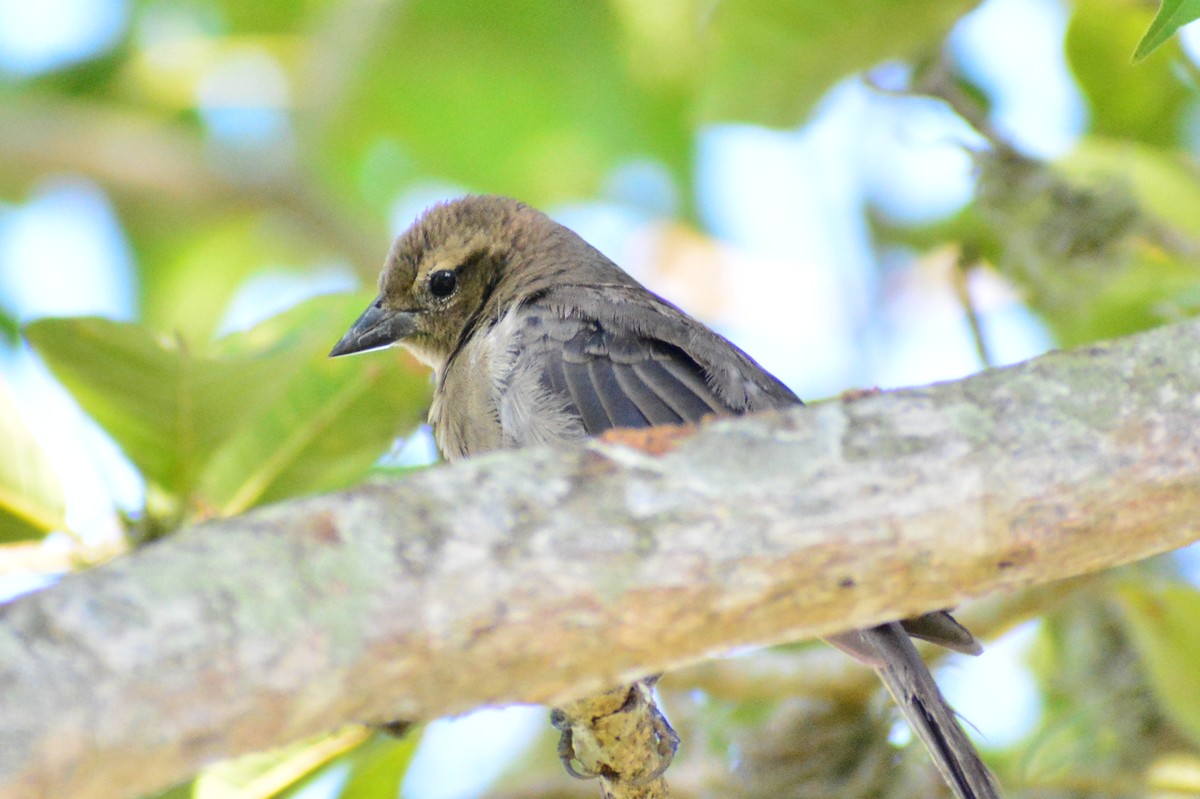 Shiny Cowbird - ML624402450
