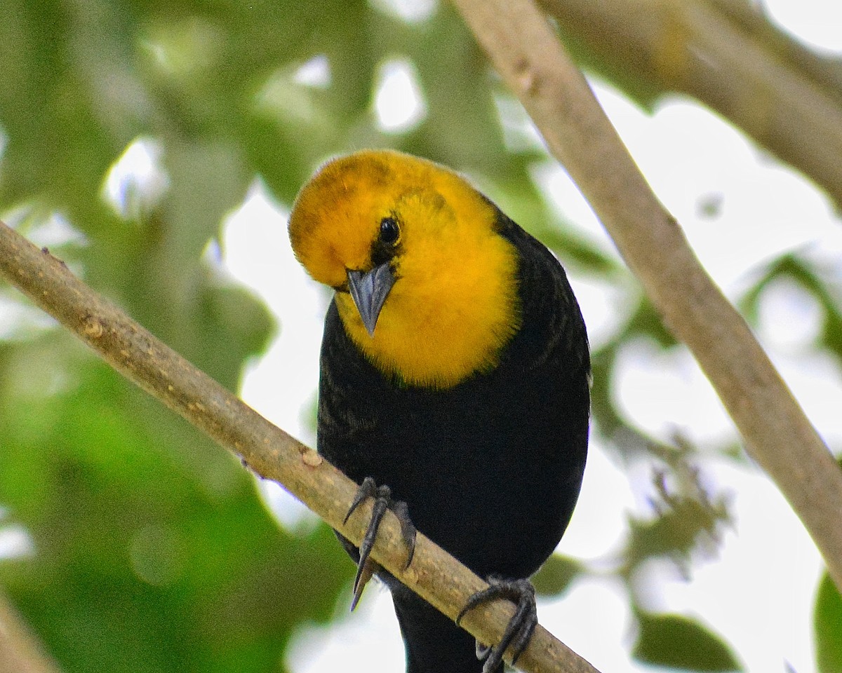 Yellow-hooded Blackbird - ML624402484