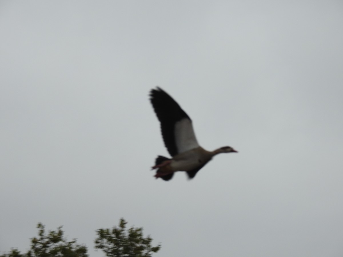 Egyptian Goose - ML624402496
