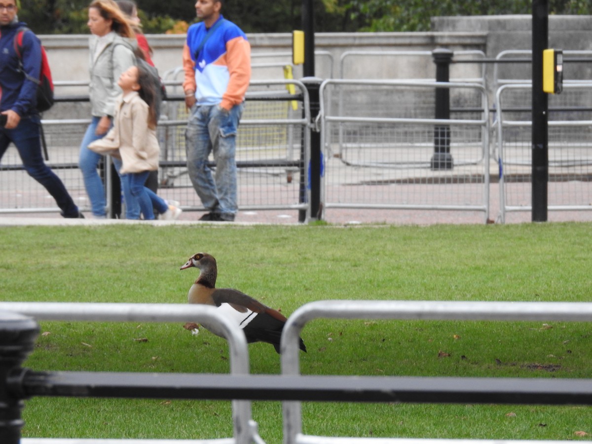 Egyptian Goose - ML624402501