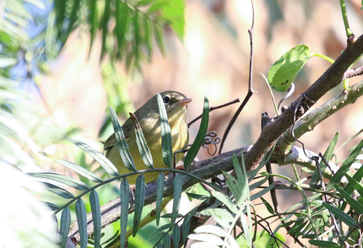 Mourning Warbler - ML624402516