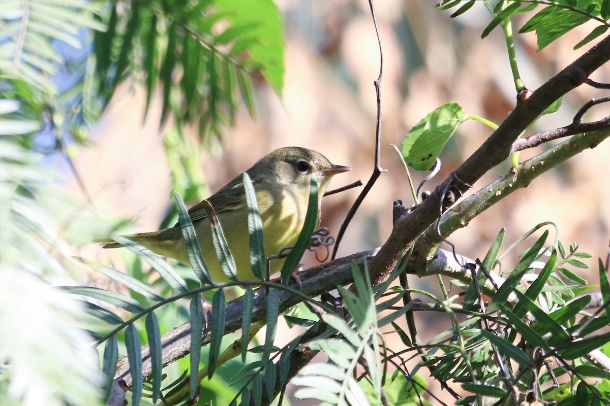 Mourning Warbler - ML624402583