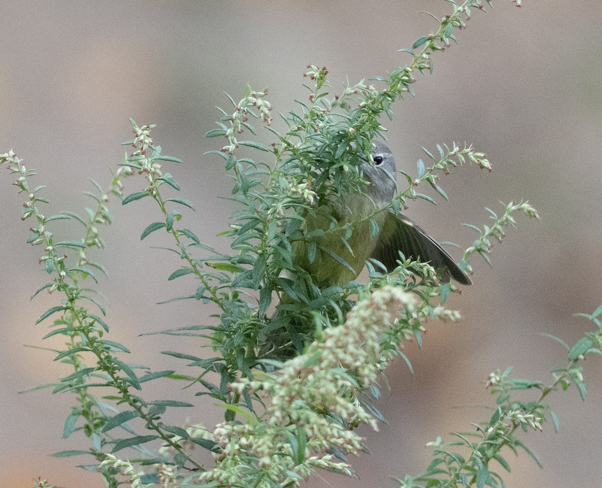 Orange-crowned Warbler - ML624402587