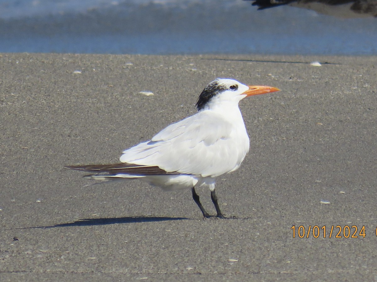 Royal Tern - ML624402588