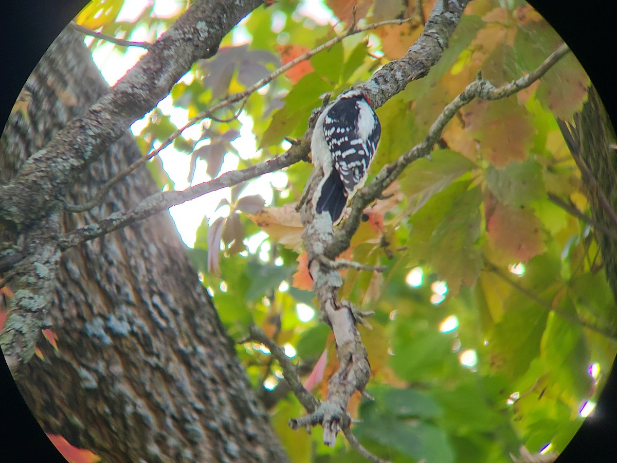 Downy Woodpecker - ML624402661