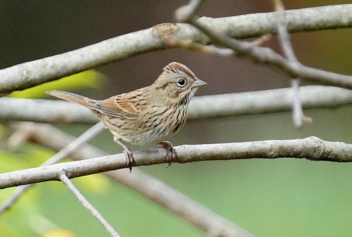 Lincoln's Sparrow - ML624402707