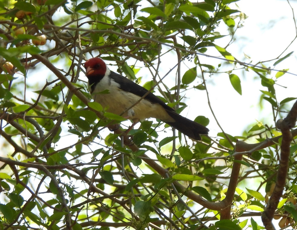 Yellow-billed Cardinal - ML624402806