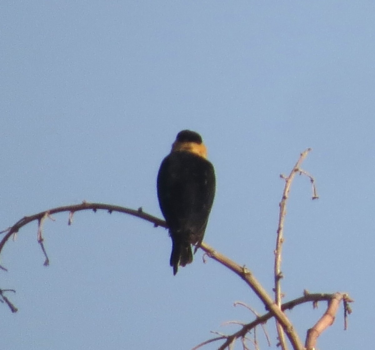 Shaft-tailed Whydah - ML624402826