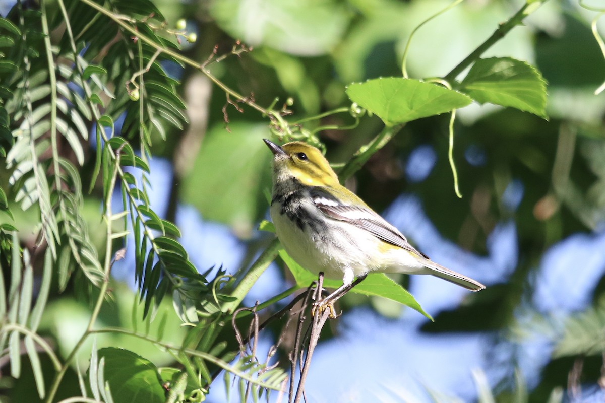 Black-throated Green Warbler - Anuar López