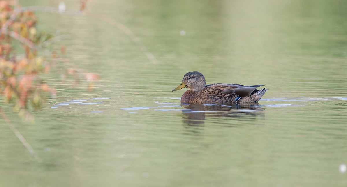 Mallard/Mexican Duck - ML624403201