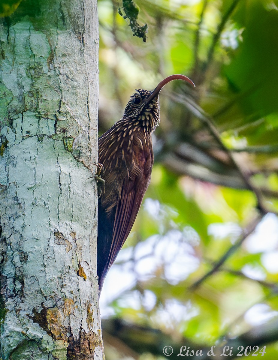 Red-billed Scythebill - ML624403215