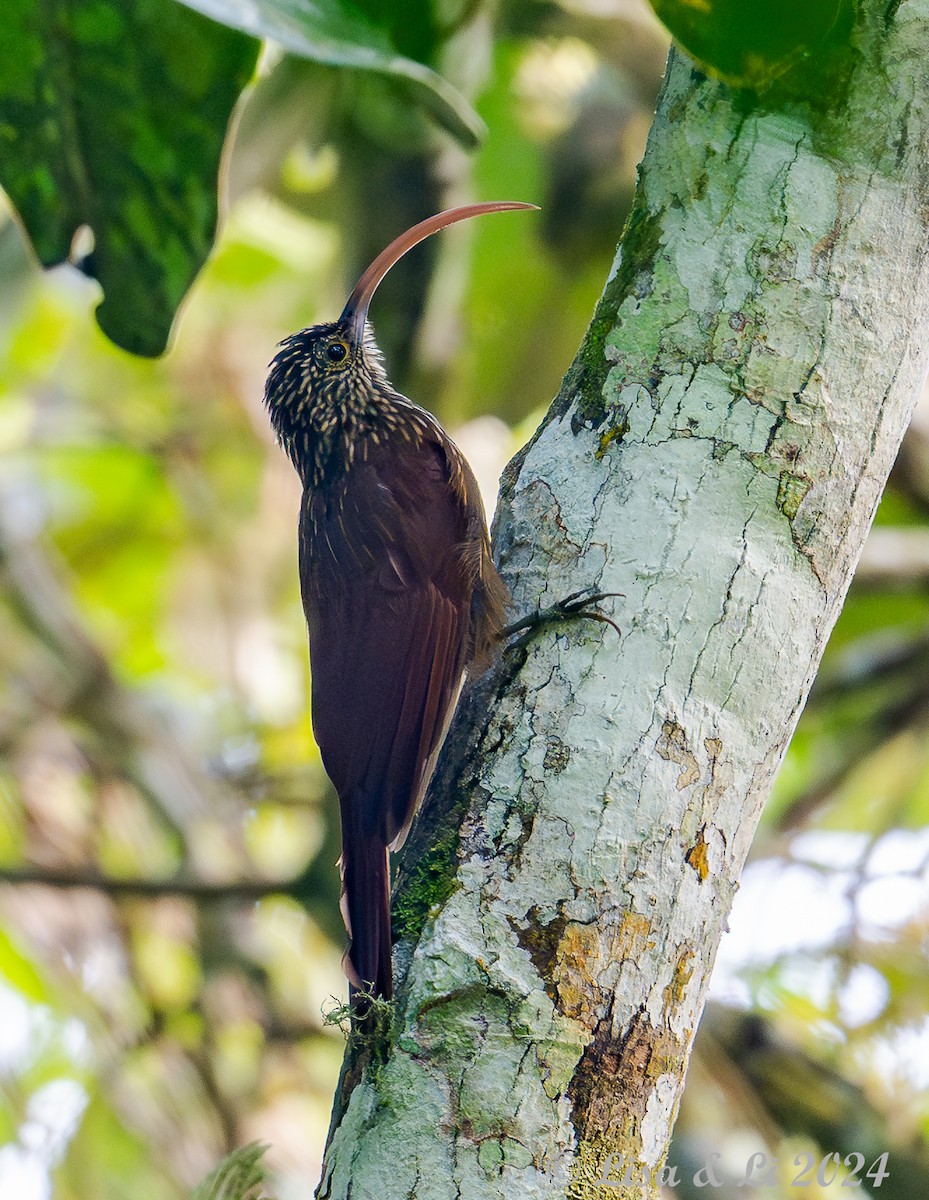 Red-billed Scythebill - ML624403216