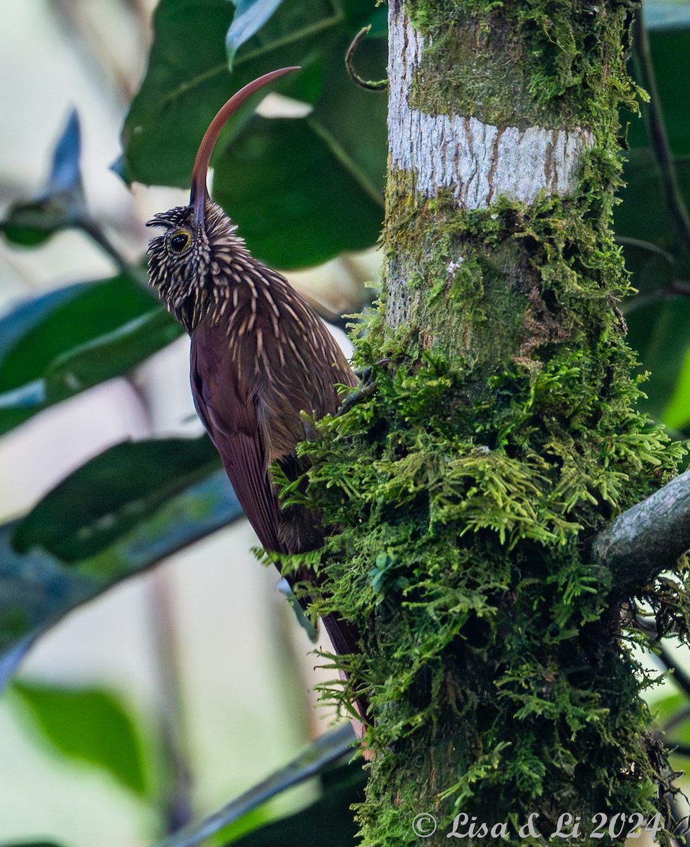 Red-billed Scythebill - ML624403217