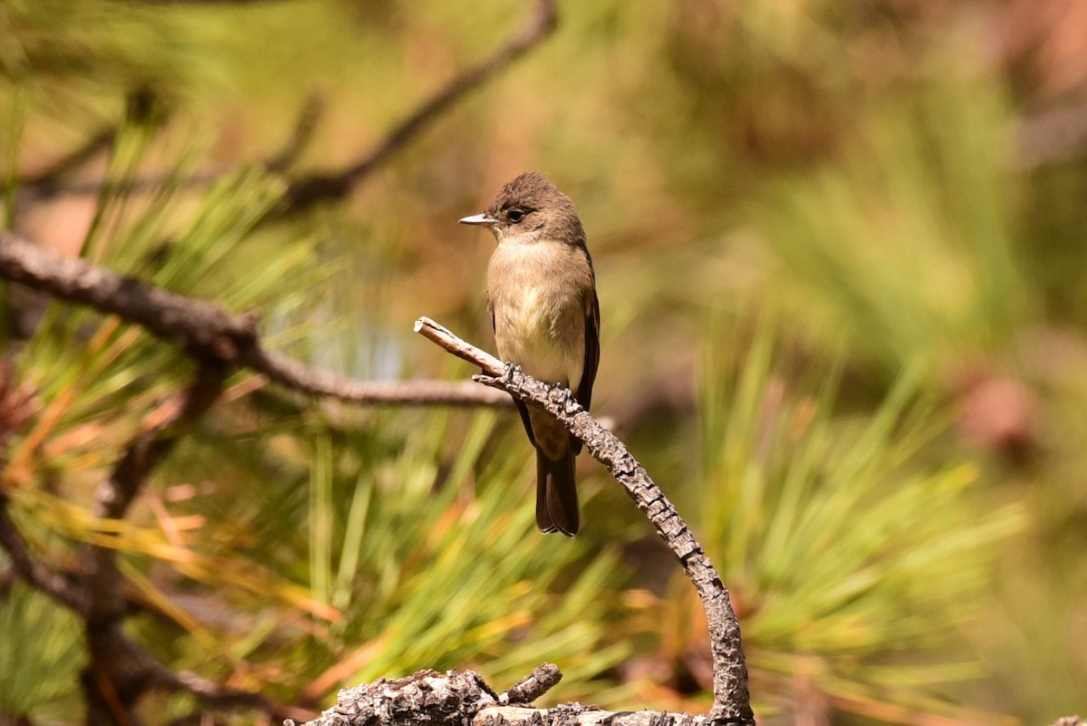 Western Wood-Pewee - ML624403229