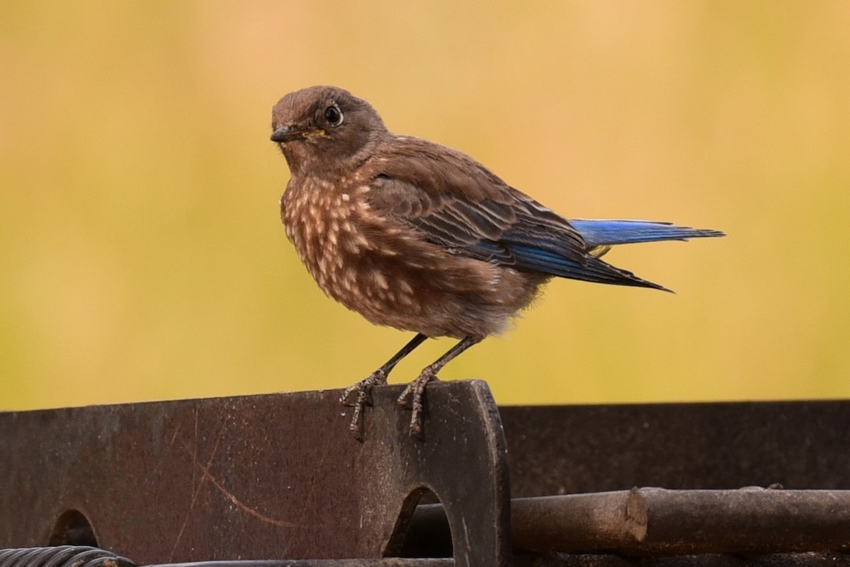 Western Bluebird - ML624403238