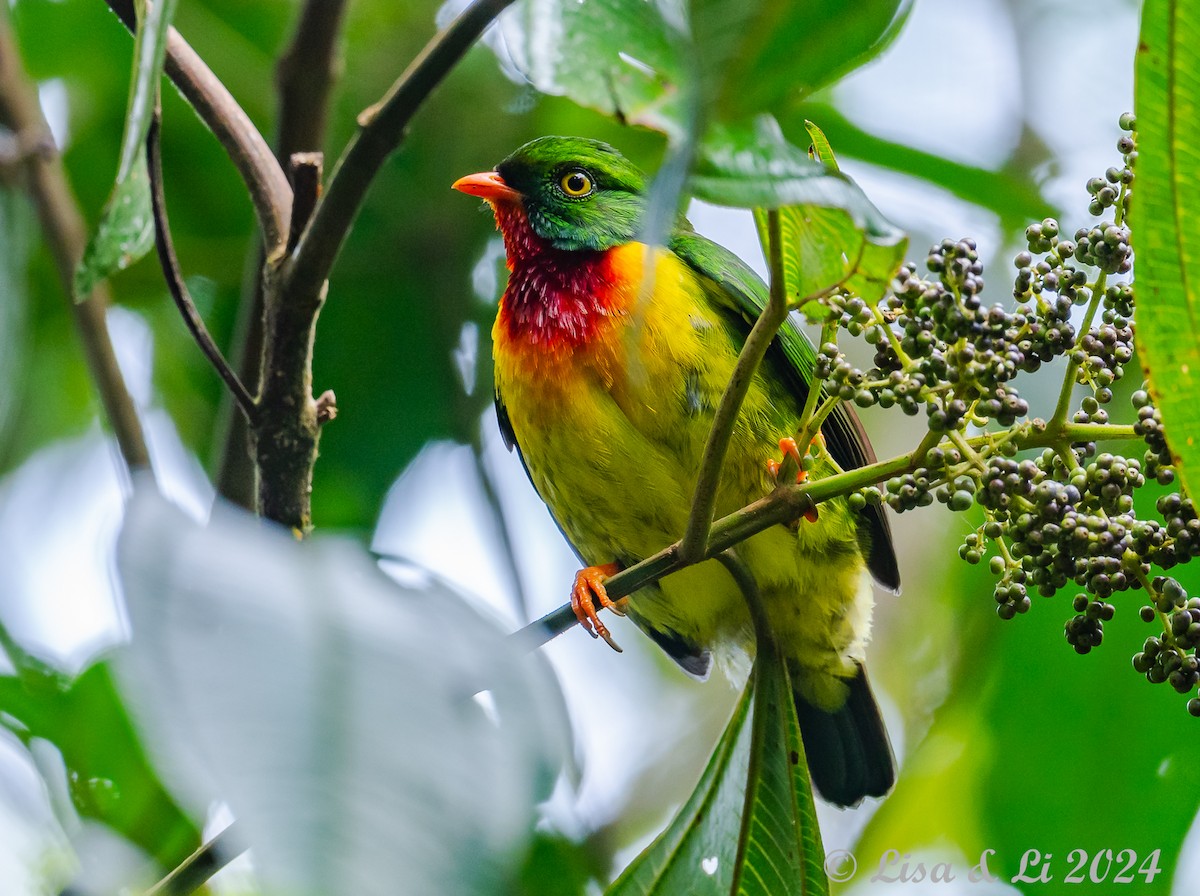Scarlet-breasted Fruiteater - ML624403243