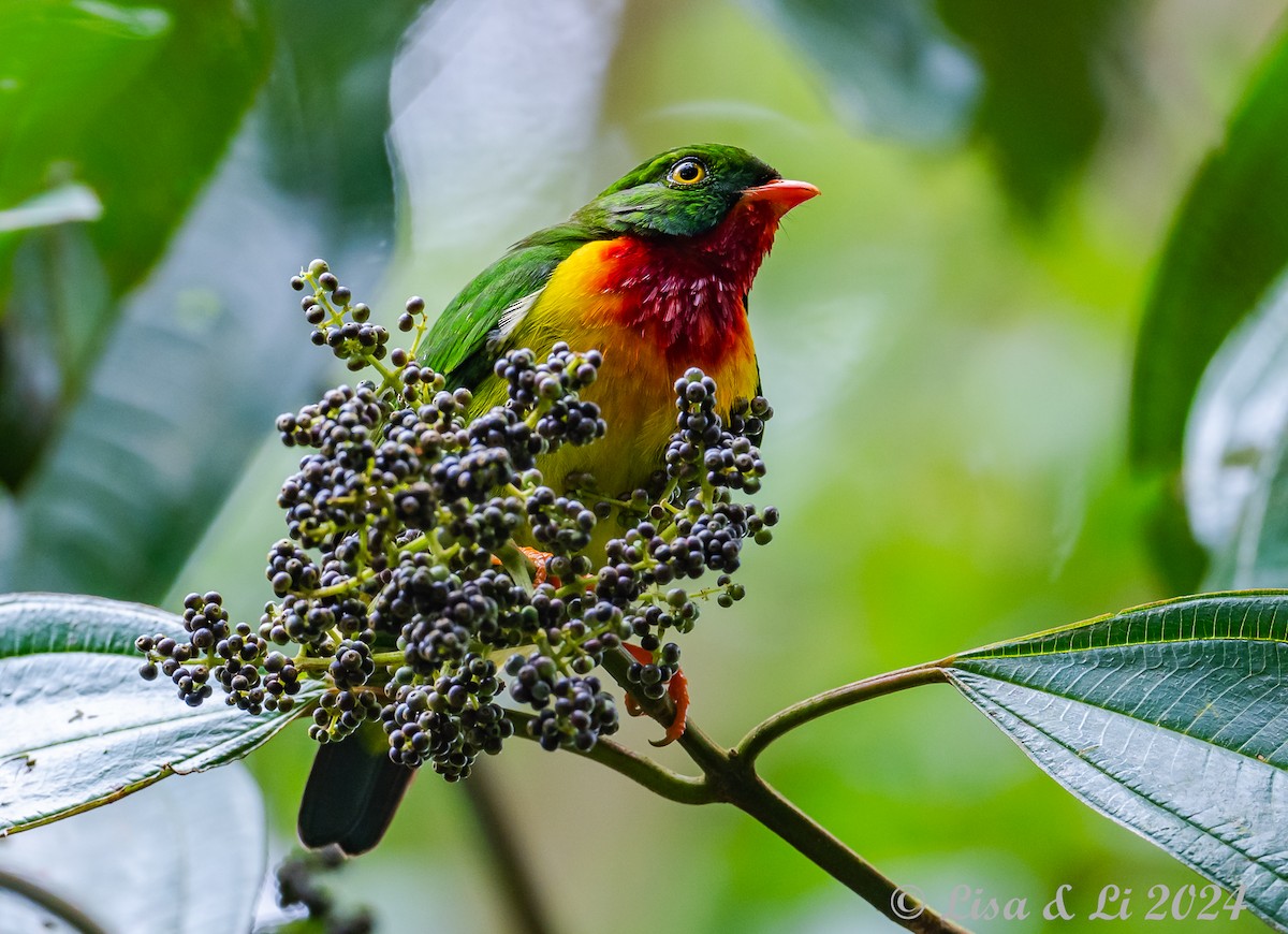 Scarlet-breasted Fruiteater - ML624403250