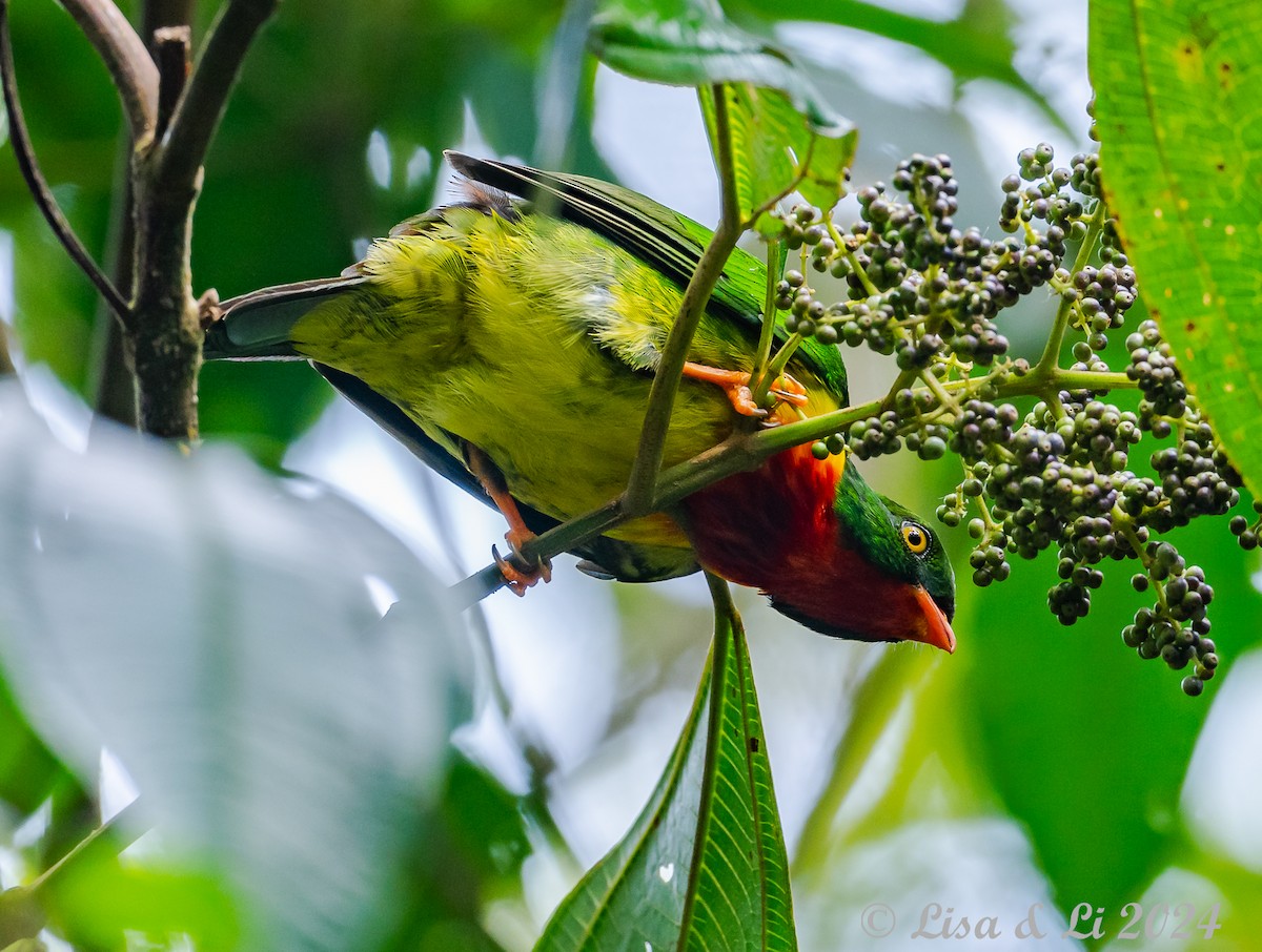 Scarlet-breasted Fruiteater - ML624403251