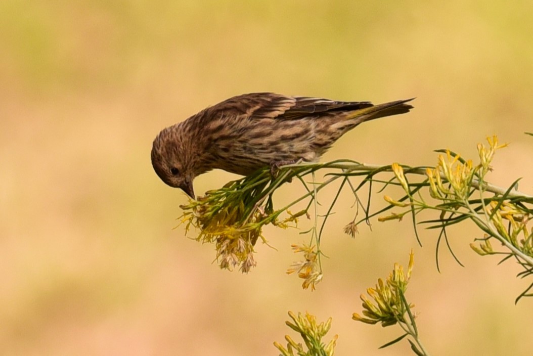 Pine Siskin - ML624403253