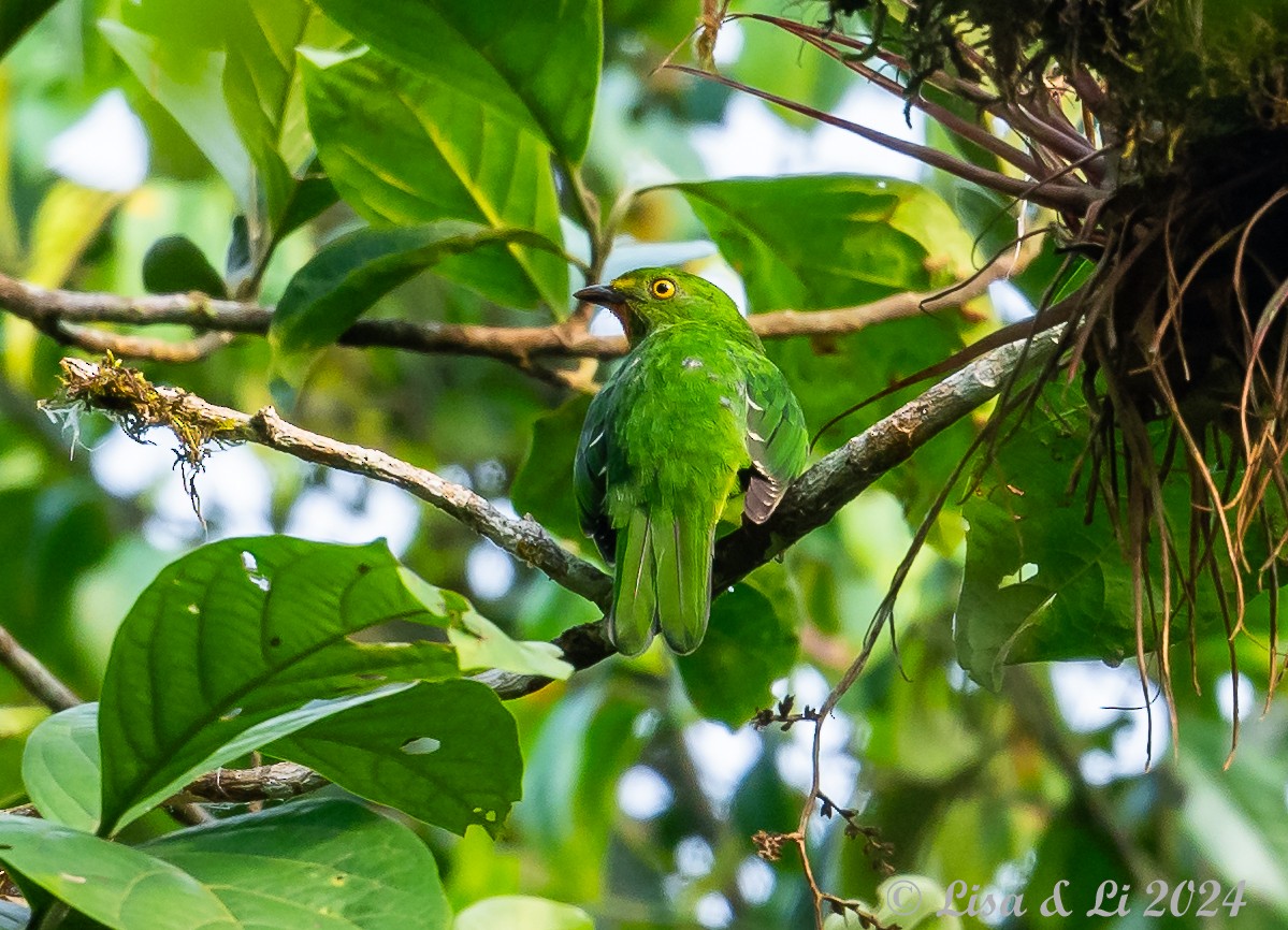 Scarlet-breasted Fruiteater - ML624403254