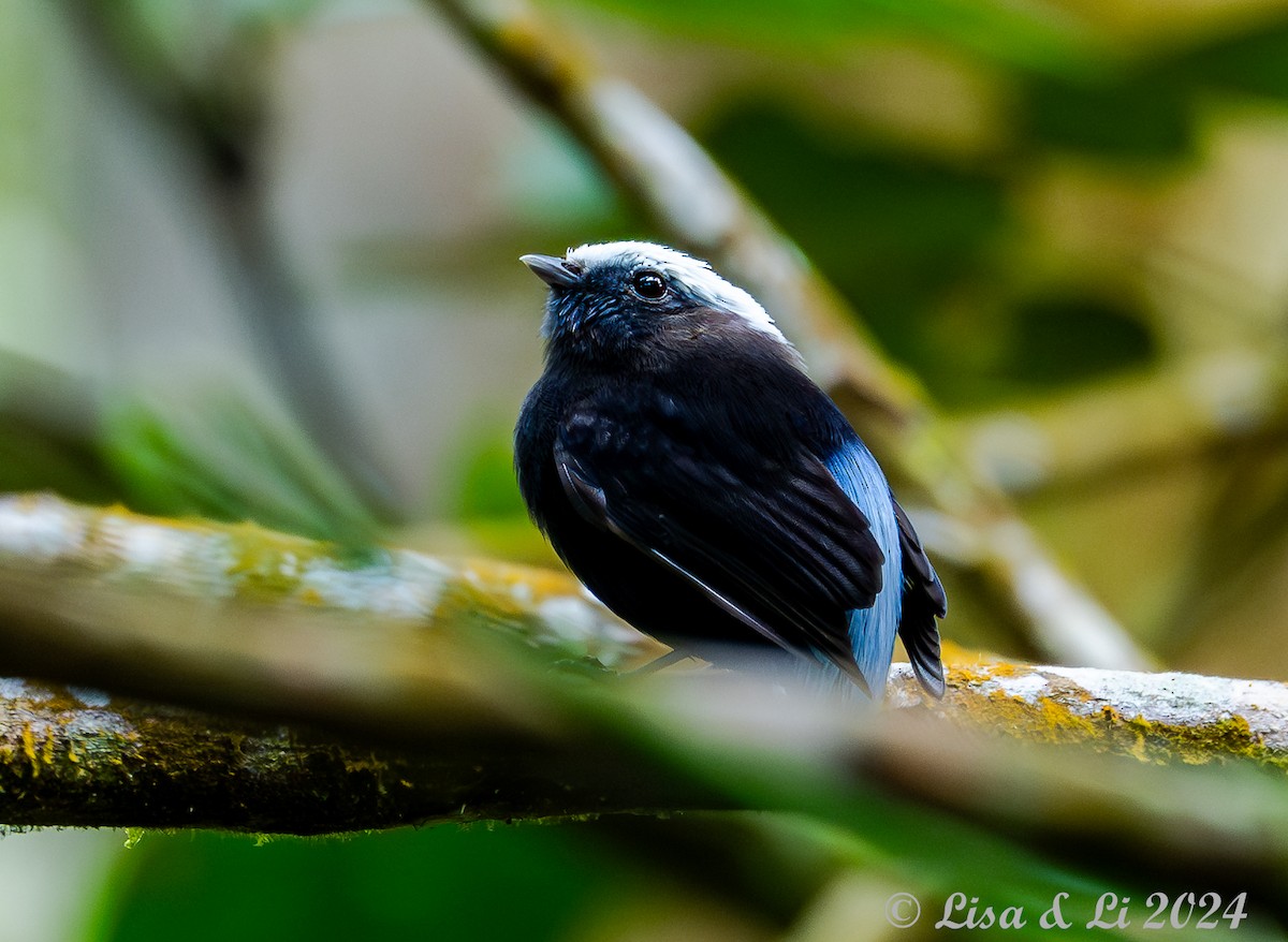 Blue-rumped Manakin - ML624403262