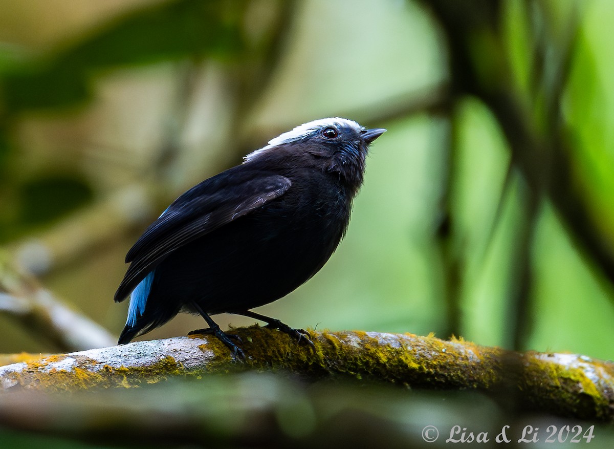 Blue-rumped Manakin - ML624403263