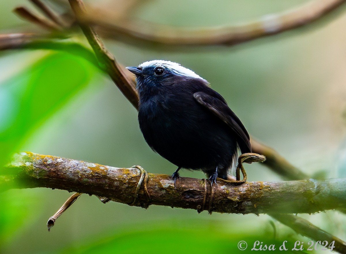 Blue-rumped Manakin - ML624403264