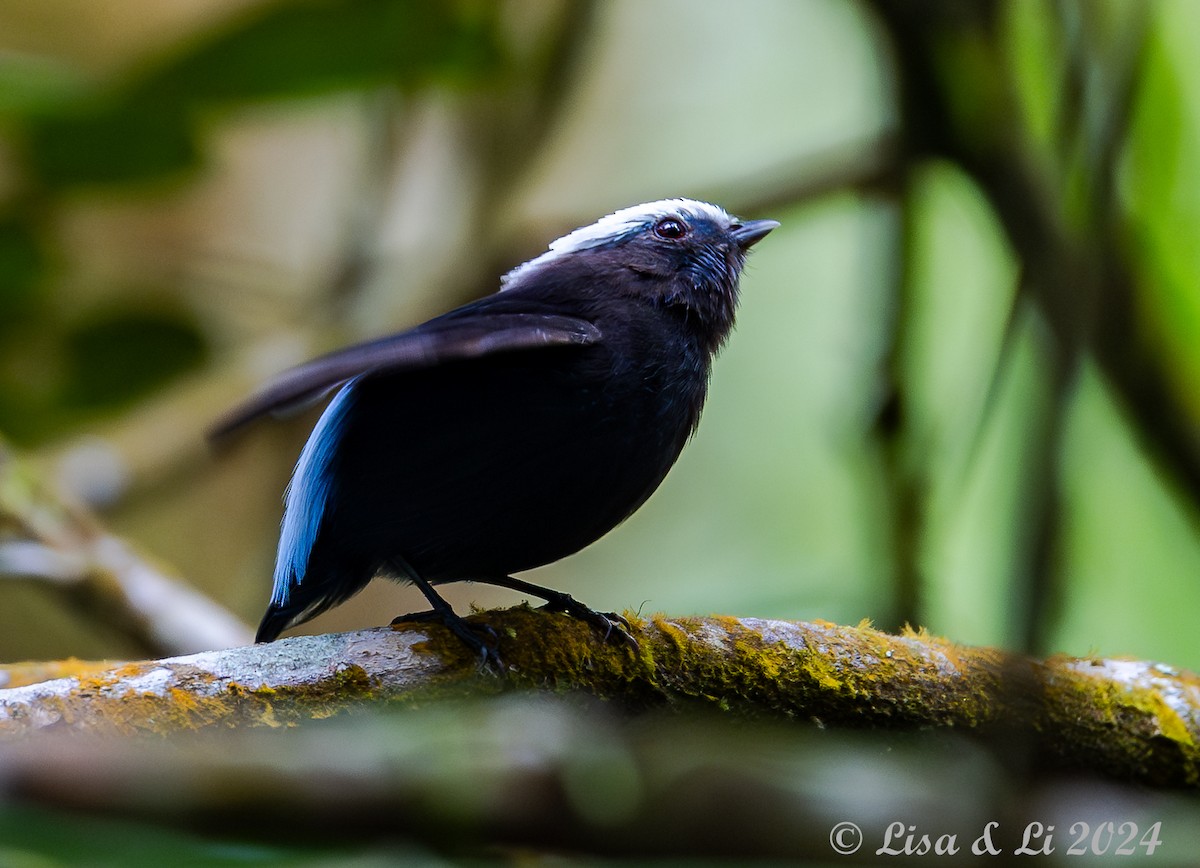 Blue-rumped Manakin - ML624403265