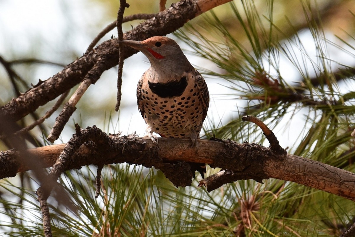 Northern Flicker - ML624403276