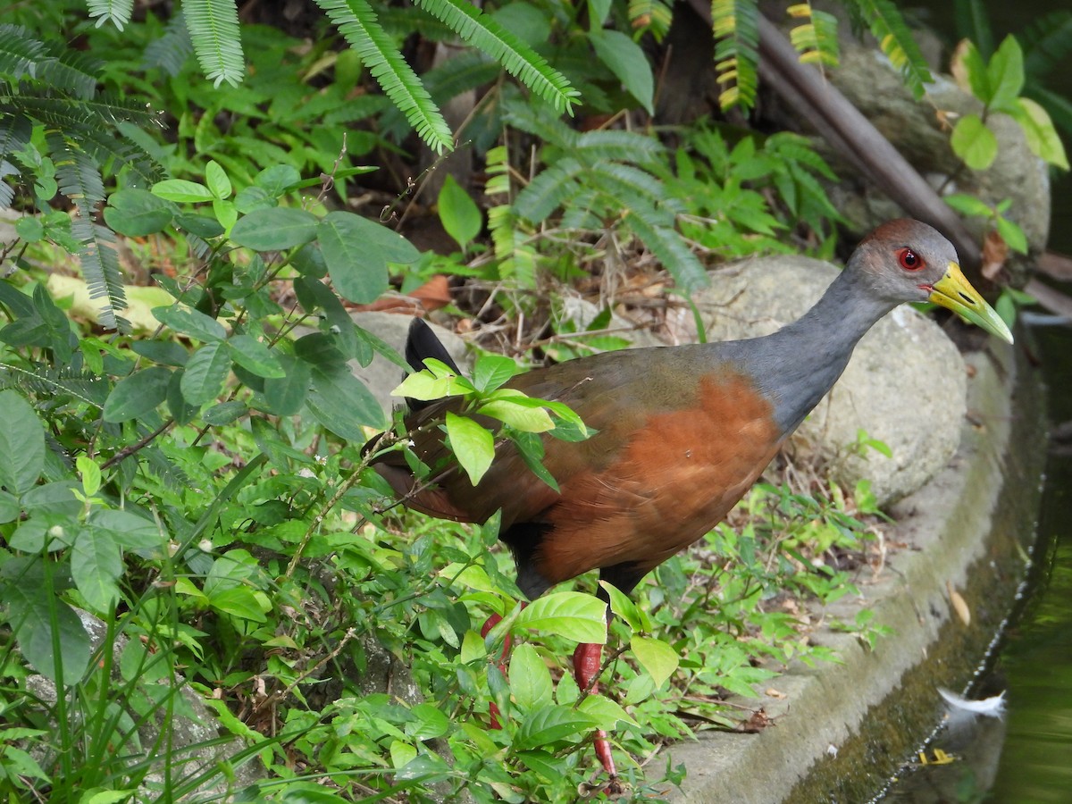 Gray-cowled Wood-Rail - ML624403297