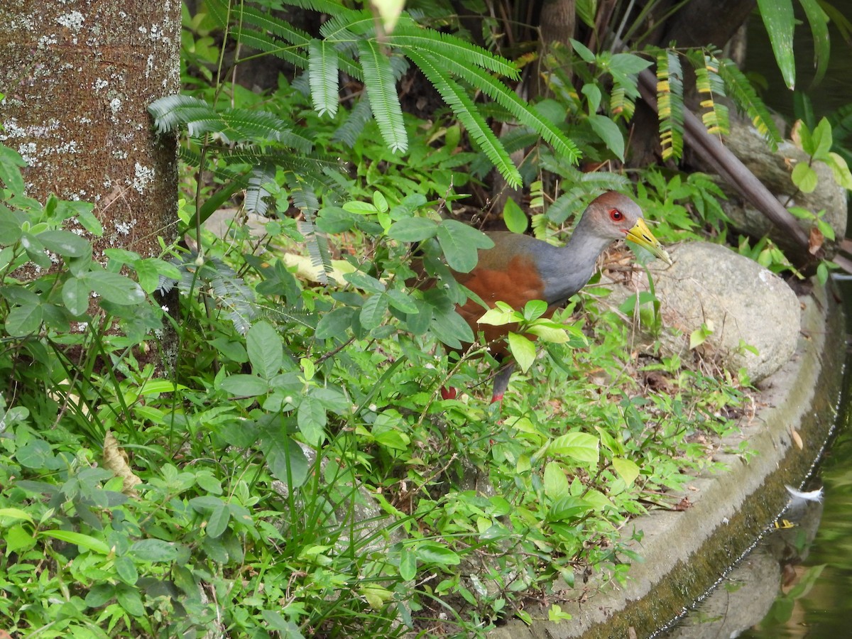 Gray-cowled Wood-Rail - ML624403298