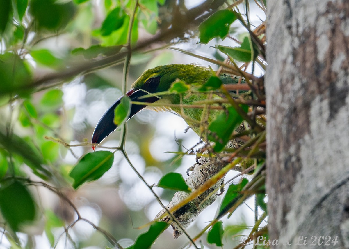 Toucanet de Derby - ML624403337