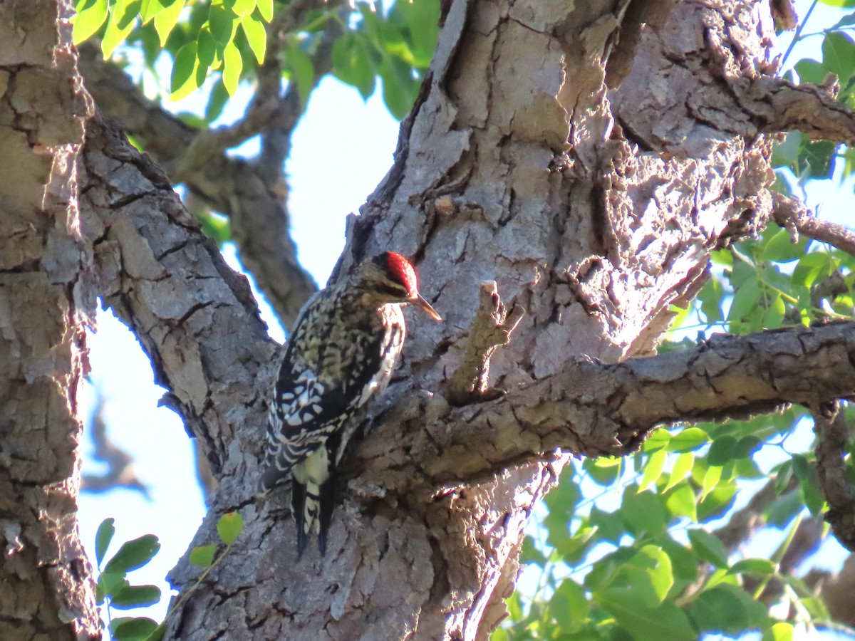 Yellow-bellied Sapsucker - ML624403440