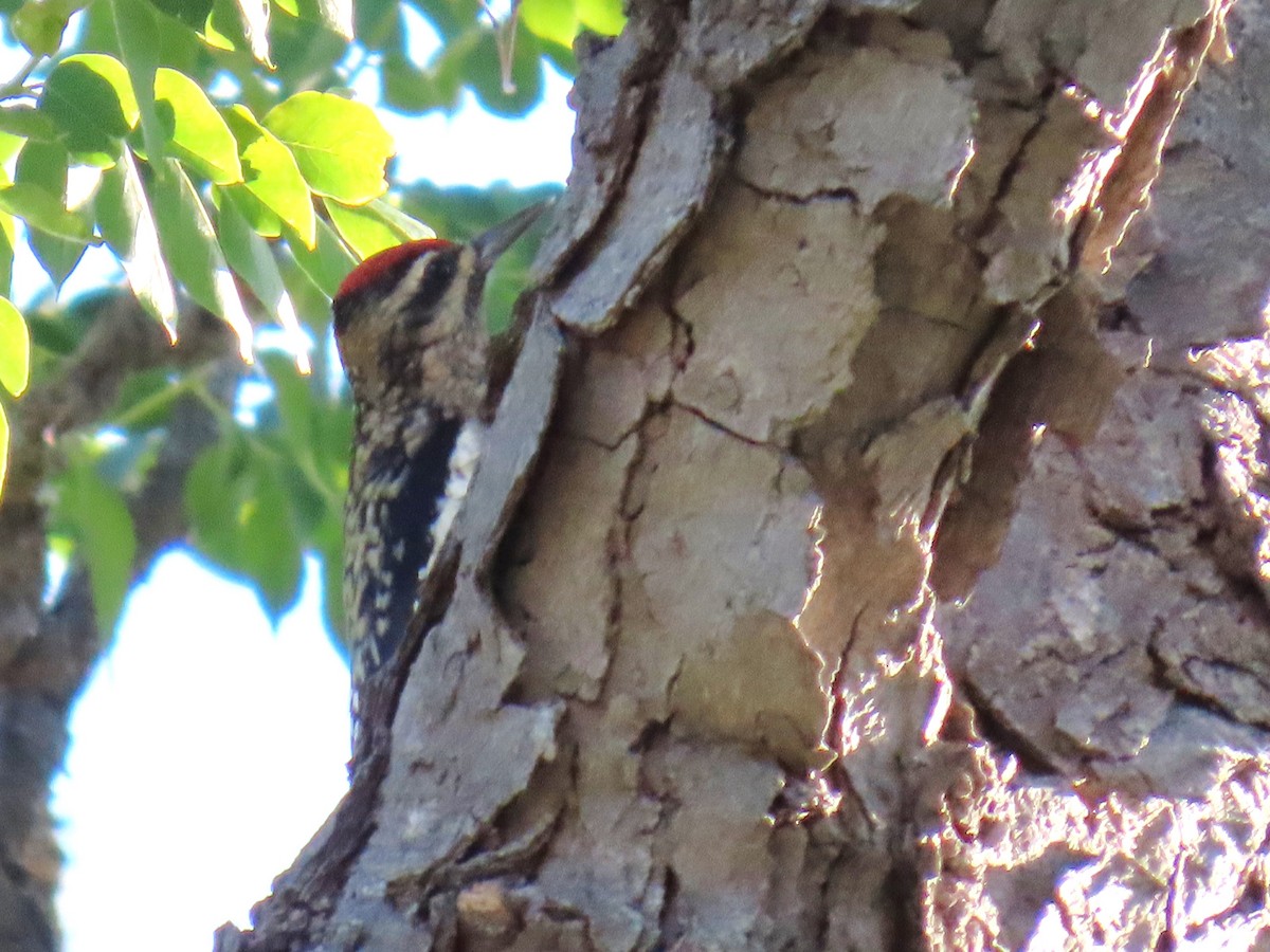 Yellow-bellied Sapsucker - ML624403446