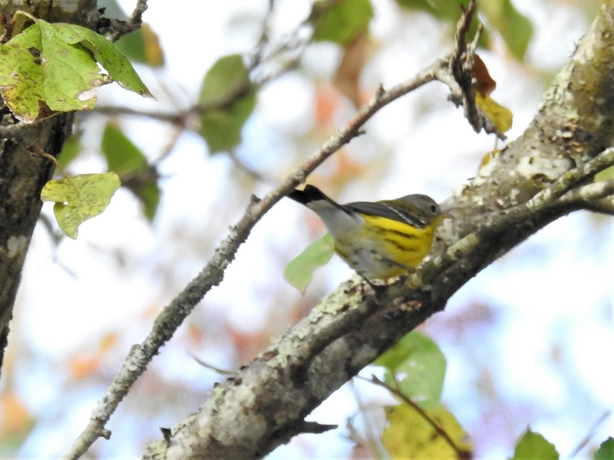 Magnolia Warbler - ML624403650