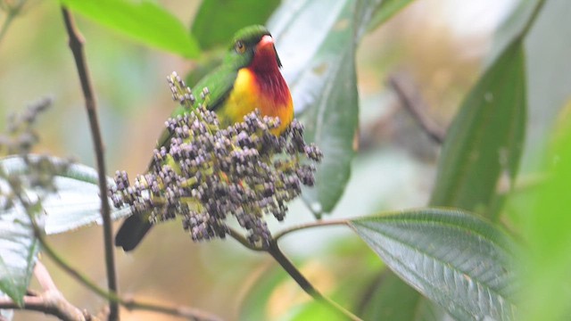 Scarlet-breasted Fruiteater - ML624403719