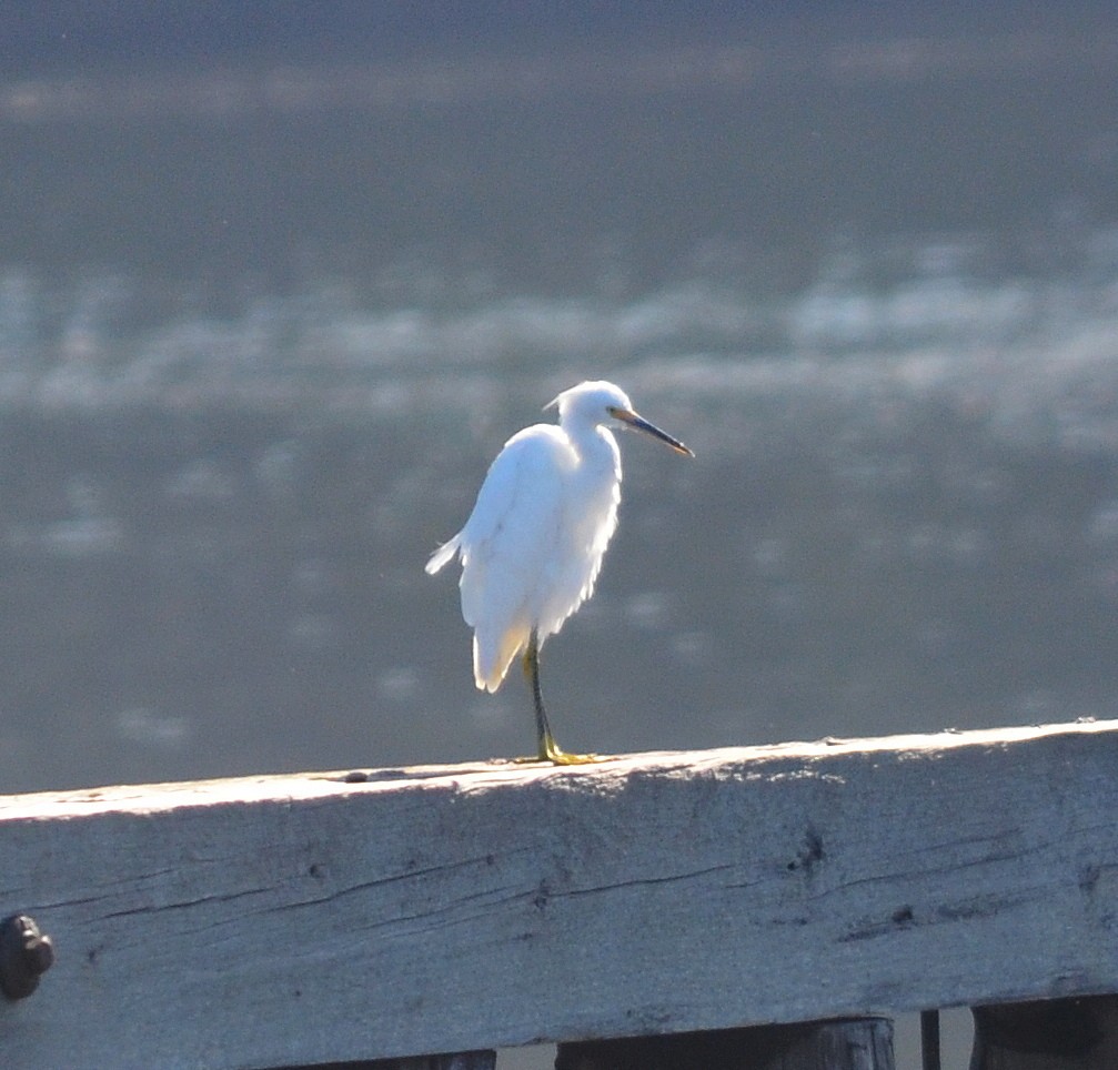 Snowy Egret - ML624403757