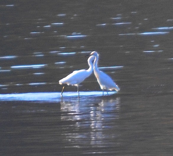 Snowy Egret - ML624403761