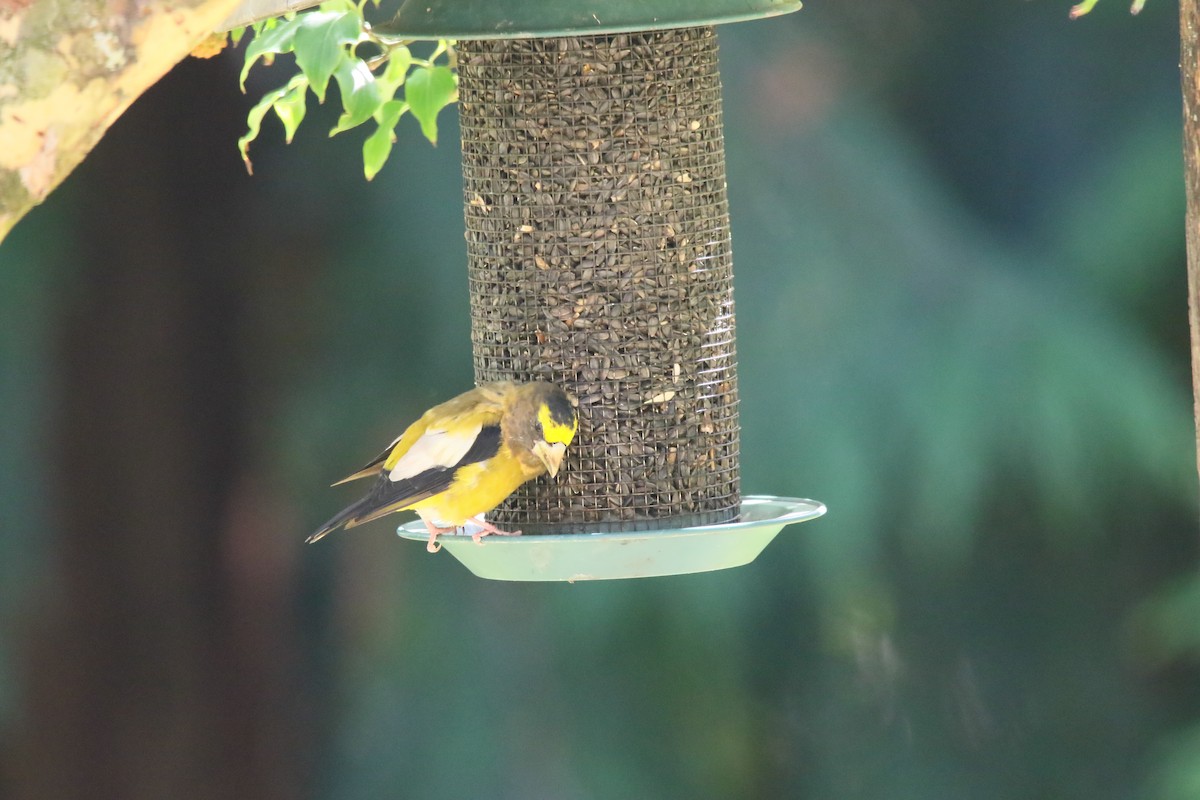 Evening Grosbeak (type 1) - Kevin Lester