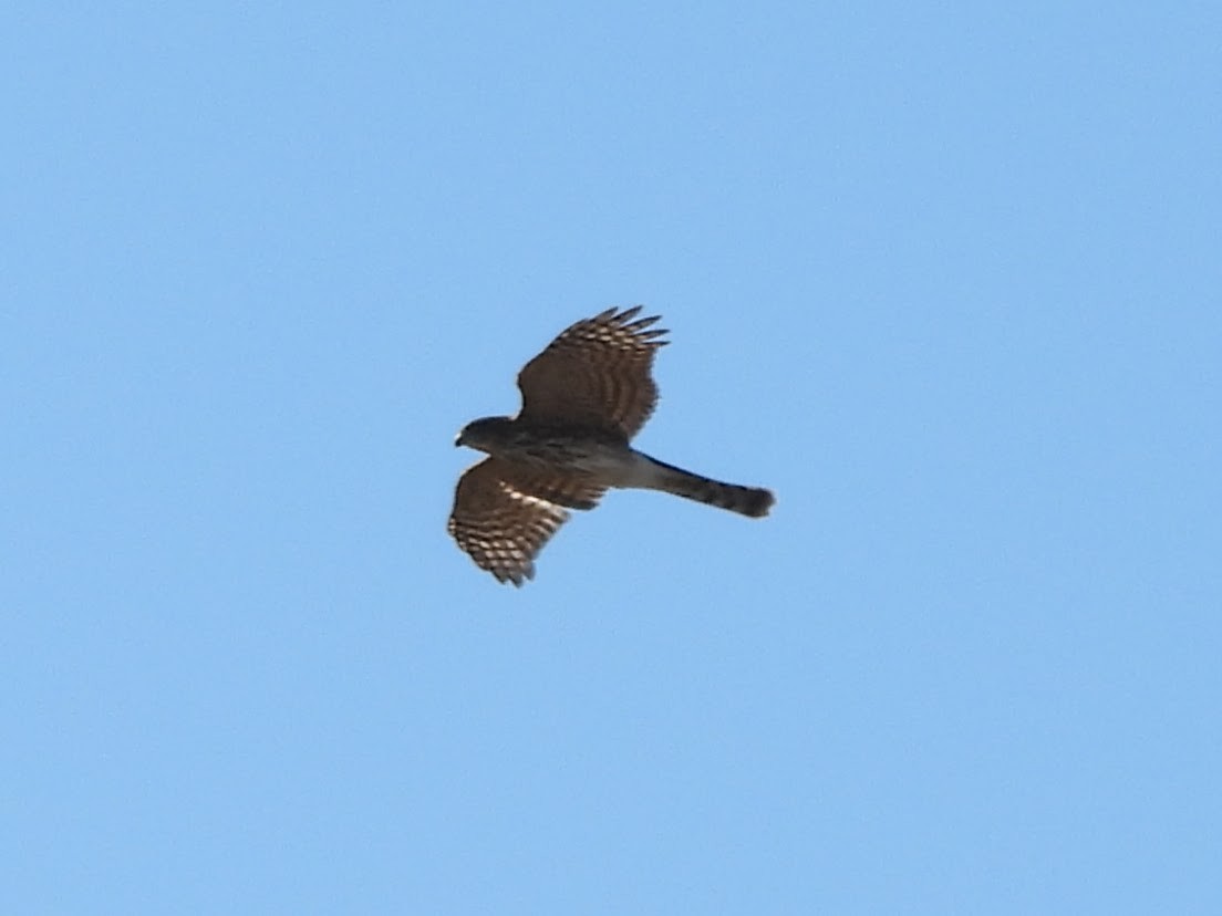 Sharp-shinned Hawk - Brandon Madsen