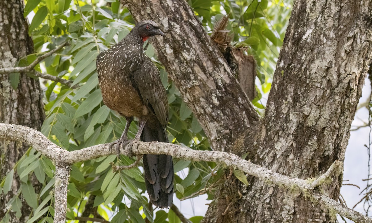 Dusky-legged Guan - ML624404032